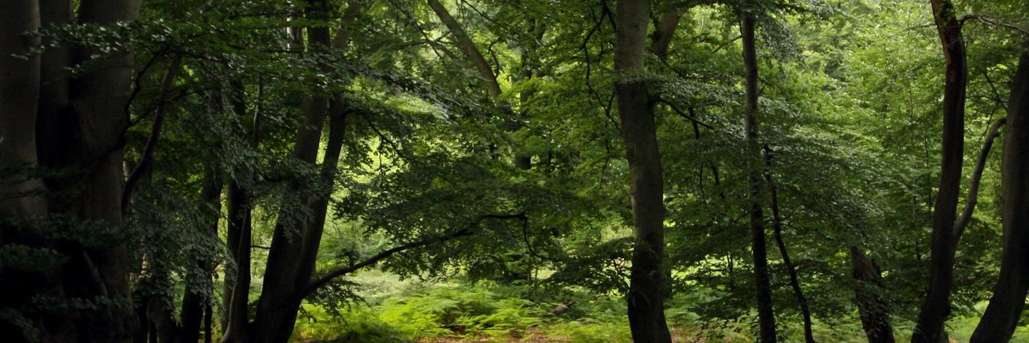 Header Image